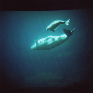 babybeluga2.jpg