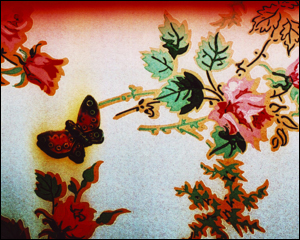 butterfly2.jpg