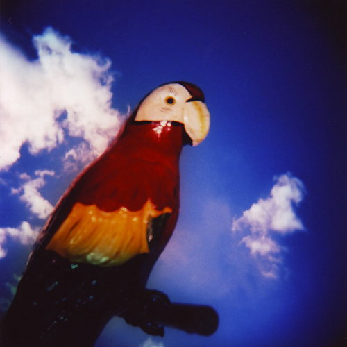 parrot2.jpg